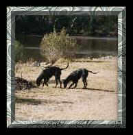 The Bayou Dogs sniffing around
