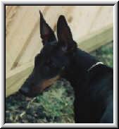 I can make my ears stand straight up