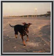 Romping at the beach