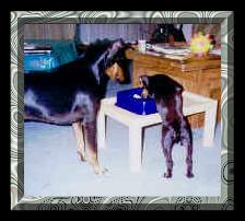 Billy watches BG clean his dinner bowl