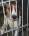 Last Chance for Animals