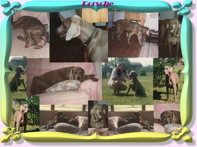Best Friend - Porsche - Weimaraner