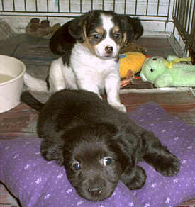 Go To Rescue Listings